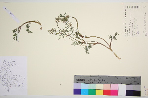  (Carum - TROM_V_962127_sg)  @11 [ ] CreativeCommons - Attribution Non-Commercial Share-Alike (2016) Unspecified Tromso University Museum