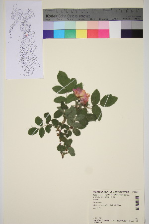  ( - TROM_V_96256_sg)  @11 [ ] CreativeCommons - Attribution Non-Commercial Share-Alike (2016) Unspecified Tromso University Museum