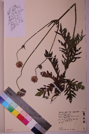  ( - TROM_V_962957_sg)  @11 [ ] CreativeCommons - Attribution Non-Commercial Share-Alike (2018) Unspecified Tromsø University Museum