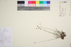  ( - TROM_V_963759_sg)  @11 [ ] CreativeCommons - Attribution Non-Commercial Share-Alike (2016) Unspecified Tromso University Museum