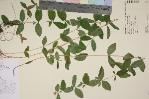  ( - TROM_V_964579_sg)  @11 [ ] CreativeCommons - Attribution Non-Commercial Share-Alike (2017) Unspecified Tromsø University Museum