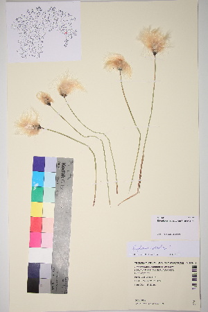  ( - TROM_V_965441_sg)  @11 [ ] CreativeCommons - Attribution Non-Commercial Share-Alike (2017) Unspecified Troms&oslash; University Museum