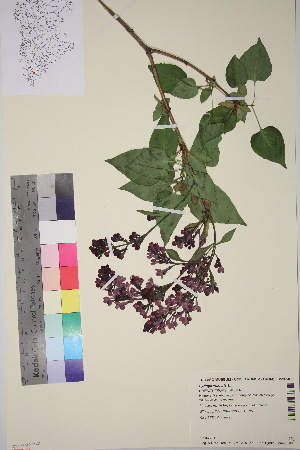  ( - TROM_V_965877_sg)  @11 [ ] CreativeCommons - Attribution Non-Commercial Share-Alike (2018) Unspecified Tromsø University Museum