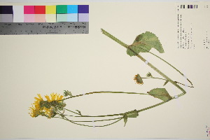  (Doronicum macrophyllum - TROM_V_967127_sg)  @11 [ ] CreativeCommons - Attribution Non-Commercial Share-Alike (2016) Unspecified Tromso University Museum