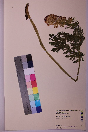  ( - TROM_V_967749_sg)  @11 [ ] CreativeCommons - Attribution Non-Commercial Share-Alike (2018) Unspecified Tromsø University Museum