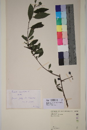  (Prunus domestica - TROM_V_97787_sg)  @11 [ ] CreativeCommons - Attribution Non-Commercial Share-Alike (2018) Unspecified Tromsø University Museum