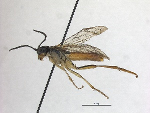  ( - WSSF216)  @11 [ ] CreativeCommons - Attribution Non-Commercial Share-Alike (2013) WSDA Entomology Washington State Department of Agriculture