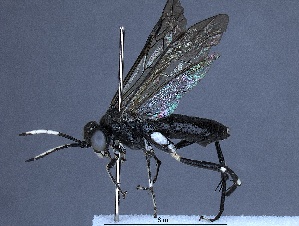  (Macrophya oregona - WSSF344)  @13 [ ] CreativeCommons - Attribution Non-Commercial Share-Alike (2013) WSDA Entomology Washington State Department of Agriculture