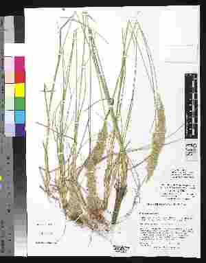  (Poa arachnifera - Soreng_5801)  @11 [ ] Copyright (2011) Smithsonian Instiution Smithsonian Instiution