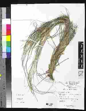 (Poa poiformis - Soreng_5911)  @11 [ ] Copyright (2011) Smithsonian Instiution Smithsonian Instiution