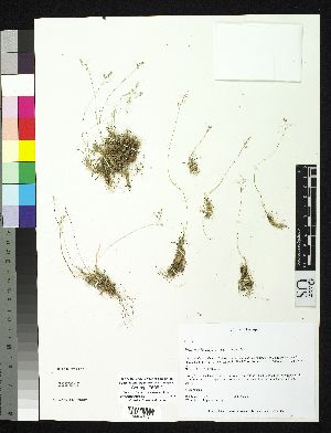  (Poa trichophylla - Soreng_7508-2)  @11 [ ] Copyright (2011) Smithsonian Institution Smithsonian Institution