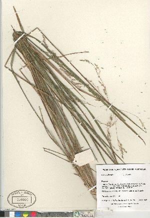  (Poa ensiformis - Gillespie_7379)  @11 [ ] Copyright (2011) Canadian Museum of Nature Canadian Museum of Nature