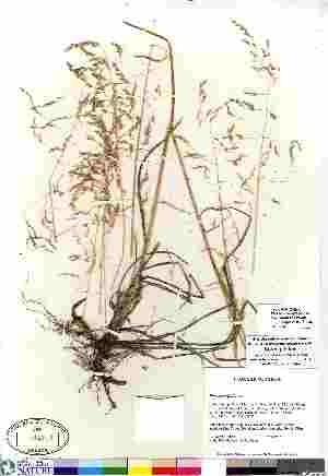  (Poa asperifolia - Soreng_5654)  @11 [ ] Copyright (2011) Canadian Museum of Nature Canadian Museum of Nature