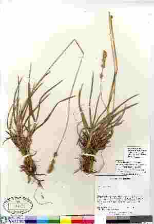  (Poa planifolia - Peterson_19233)  @11 [ ] Copyright (2011) Canadian Museum of Nature Canadian Museum of Nature