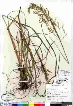 (Poa dolichophylla - Peterson_19441)  @11 [ ] Copyright (2011) Canadian Museum of Nature Canadian Museum of Nature