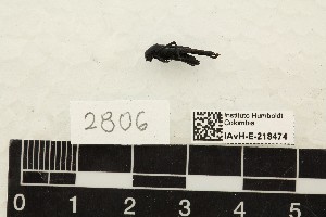  (Ripipteryx carbonaria - IAvH-E218474)  @11 [ ] CreativeCommons Attribution NonCommercial ShareAlike (2020) Unspecified Instituto de Investigacion de Recursos Biologicos Alexander von Humboldt