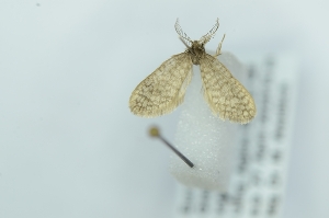  (Peloponnesia sp. nov - CMW_BC0634)  @11 [ ] copyright (2025) Unspecified POESE