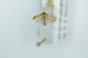  (Eumasia cyprianella - CMW_BC0646)  @11 [ ] copyright (2025) Unspecified POESE