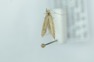  (Coleophora cf. pannonicella - CMW_BC0670)  @11 [ ] copyright (2025) Unspecified POESE