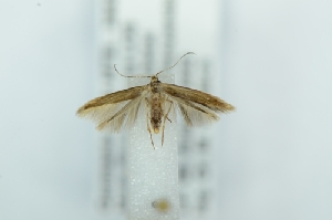  (Coleophora cf. ahenella - CMW_BC0673)  @11 [ ] copyright (2025) Unspecified POESE