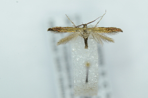  (Coleophora cf. mayrella - CMW_BC0678)  @11 [ ] copyright (2025) Unspecified POESE