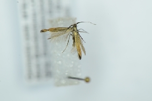  (Coleophora cf. paramayrella - CMW_BC0679)  @11 [ ] copyright (2025) Unspecified POESE