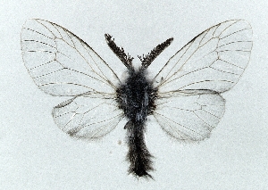  (Ptilocephala matthesi - CWA BC0020)  @13 [ ] Copyright (2015) Unspecified POESE