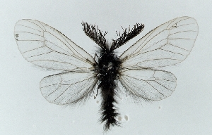  (Ptilocephala lessei - CWA BC0027)  @14 [ ] Copyright (2015) Unspecified POESE