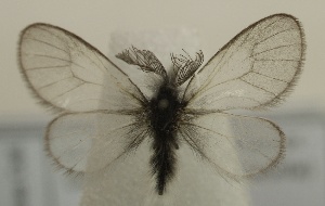  (Ptilocephala malvinella - CWA BC0062)  @11 [ ] Copyright (2019) Unspecified POESE