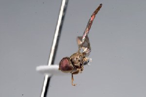  (Clistoabdominalis cf. ancylus3 - JSS-4432)  @13 [ ] CreativeCommons - Attribution Non-Commercial (2010) Jeffrey H. Skevington Agriculture and Agri-Food Canada