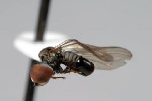  (Clistoabdominalis sp. 1A - FBA-63649)  @14 [ ] CreativeCommons - Attribution Non-Commercial (2010) Jeffrey H. Skevington Agriculture and Agri-Food Canada