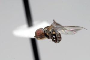  (Clistoabdominalis sp. 2A - FBA-33087)  @14 [ ] CreativeCommons - Attribution Non-Commercial (2010) Jeffrey H. Skevington Agriculture and Agri-Food Canada