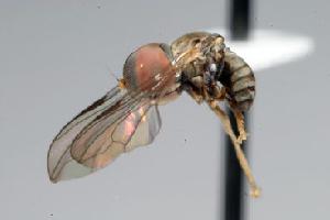  (Clistoabdominalis sp. 3A - FBA-33091)  @13 [ ] CreativeCommons - Attribution Non-Commercial (2010) Jeffrey H. Skevington Agriculture and Agri-Food Canada