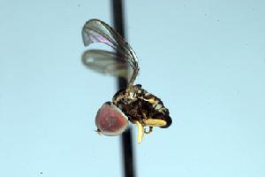  (Clistoabdominalis sp. 4C - FBA-72859)  @12 [ ] CreativeCommons - Attribution Non-Commercial (2010) Jeffrey H. Skevington Agriculture and Agri-Food Canada
