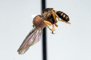  (Clistoabdominalis sp. 4B - FBA-9344)  @13 [ ] CreativeCommons - Attribution Non-Commercial (2010) Jeffrey H. Skevington Agriculture and Agri-Food Canada