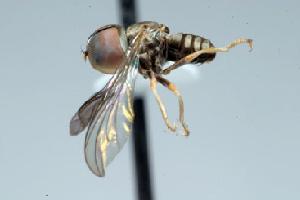  (Clistoabdominalis sp. 8A - FBA-26030)  @13 [ ] CreativeCommons - Attribution Non-Commercial (2010) Jeffrey H. Skevington Agriculture and Agri-Food Canada