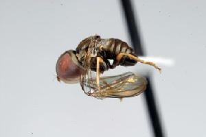  (Clistoabdominalis sp. 8C - FBA-33446)  @13 [ ] CreativeCommons - Attribution Non-Commercial (2010) Jeffrey H. Skevington Agriculture and Agri-Food Canada