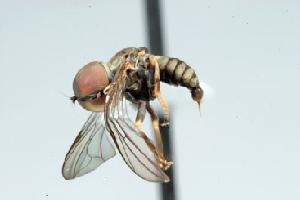  (Clistoabdominalis sp. 8B - FBA-33088)  @12 [ ] CreativeCommons - Attribution Non-Commercial (2010) Jeffrey H. Skevington Agriculture and Agri-Food Canada