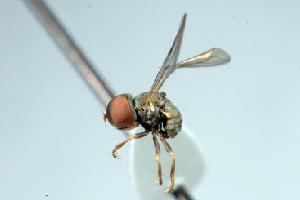  (Clistoabdominalis sp. 8D - FBA-67614)  @14 [ ] CreativeCommons - Attribution Non-Commercial (2010) Jeffrey H. Skevington Agriculture and Agri-Food Canada