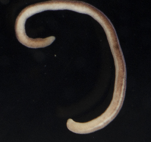  ( - BOIMB_0421)  @11 [ ] CreativeCommons  Attribution Non-Commercial Share-Alike (2019) The Smithsonian Institution The Smithsonian Institution National Museum of Natural History, Department of Invertebrate Zoology