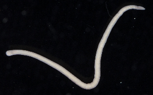  (Tetrastemma nigrifrons - BOIMB_0025)  @11 [ ] CreativeCommons  Attribution Non-Commercial Share-Alike (2019) The Smithsonian Institution The Smithsonian Institution National Museum of Natural History, Department of Invertebrate Zoology