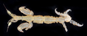  (Caprella pilipalma - BOIMB_0617)  @11 [ ] CreativeCommons  Attribution Non-Commercial Share-Alike (2019) The Smithsonian Institution The Smithsonian Institution National Museum of Natural History, Department of Invertebrate Zoology