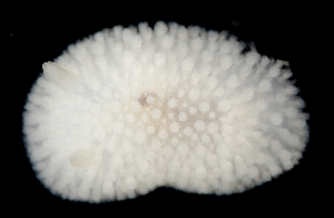  ( - BOIMB_0756)  @11 [ ] CreativeCommons  Attribution Non-Commercial Share-Alike (2019) The Smithsonian Institution The Smithsonian Institution National Museum of Natural History, Department of Invertebrate Zoology