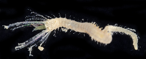  (Semiodera inflata - BOIMB_0707)  @11 [ ] CreativeCommons  Attribution Non-Commercial Share-Alike (2019) The Smithsonian Institution The Smithsonian Institution National Museum of Natural History, Department of Invertebrate Zoology