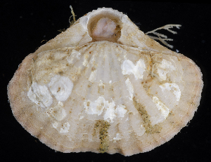 ( - BOIMB_1568)  @11 [ ] CreativeCommons  Attribution Non-Commercial Share-Alike (2019) The Smithsonian Institution The Smithsonian Institution National Museum of Natural History, Department of Invertebrate Zoology