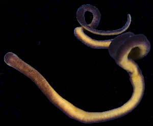  ( - BOIMB_0460)  @11 [ ] CreativeCommons  Attribution Non-Commercial Share-Alike (2019) The Smithsonian Institution The Smithsonian Institution National Museum of Natural History, Department of Invertebrate Zoology