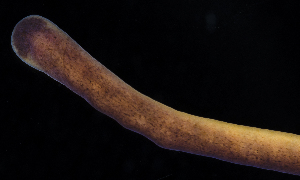  ( - BOIMB_0460)  @11 [ ] CreativeCommons  Attribution Non-Commercial Share-Alike (2019) The Smithsonian Institution The Smithsonian Institution National Museum of Natural History, Department of Invertebrate Zoology