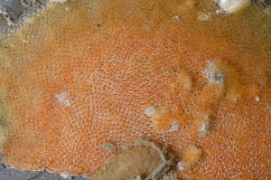  ( - BOIMB_2398)  @11 [ ] CreativeCommons  Attribution Non-Commercial Share-Alike (2019) The Smithsonian Institution The Smithsonian Institution National Museum of Natural History, Department of Invertebrate Zoology
