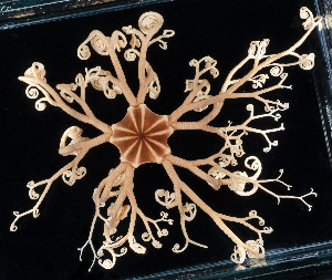  ( - BOIMB_1653)  @11 [ ] CreativeCommons  Attribution Non-Commercial Share-Alike (2019) The Smithsonian Institution The Smithsonian Institution National Museum of Natural History, Department of Invertebrate Zoology