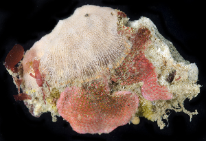  (Parasmittina collifera - BOIMB_2352)  @11 [ ] CreativeCommons  Attribution Non-Commercial Share-Alike (2019) The Smithsonian Institution The Smithsonian Institution National Museum of Natural History, Department of Invertebrate Zoology